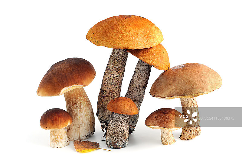 孤立的可食用蘑菇群：牛肝菌等图片素材