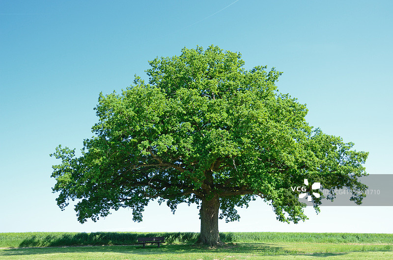 绿色大麦田中一棵巨大的橡树图片素材