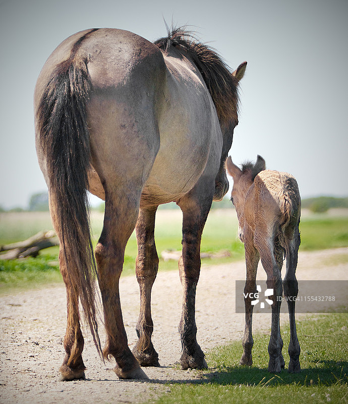 马和驹在路上图片素材