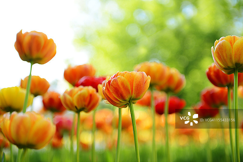 红色郁金香图片素材