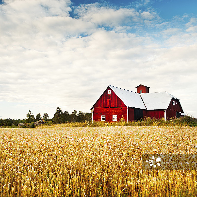 夏季的田野与大型红色谷仓图片素材
