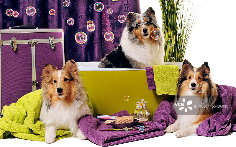 小狗美容护理图片素材