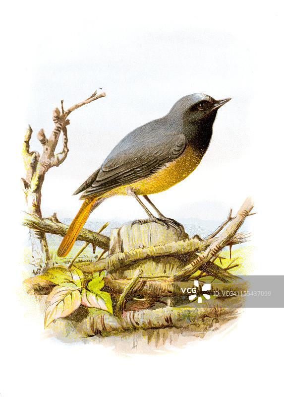 红尾鸲彩色石印画图片素材