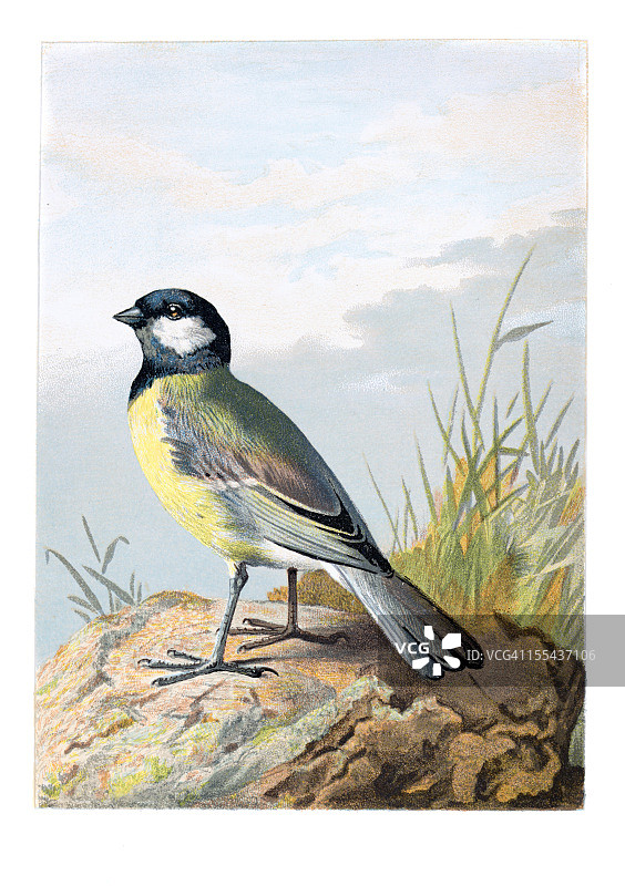 大山雀彩色石印画图片素材