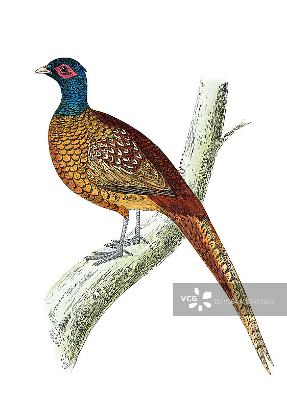 手绘彩色雕刻野鸡图片素材