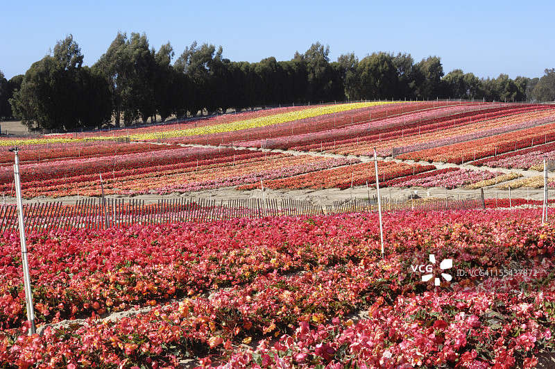 山坡上盛开的栽培秋海棠图片素材