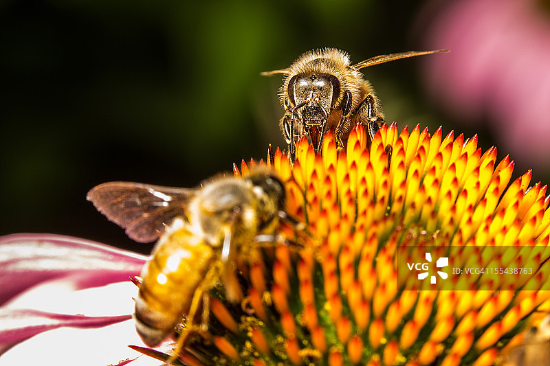 大黄蜂图片素材