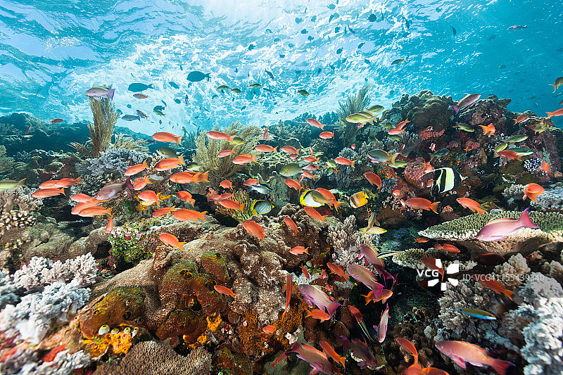 科莫多国家公园海底山的彩色花鲈天堂，印度尼西亚图片素材