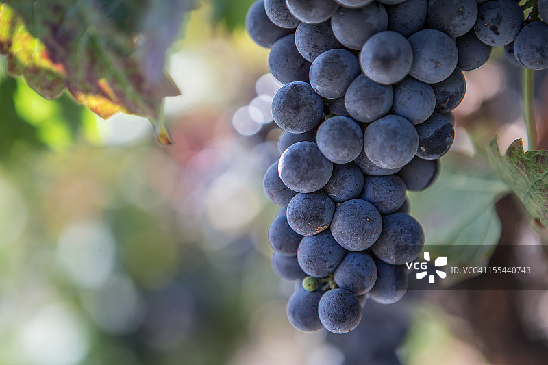 纳帕谷葡萄园风光图片素材