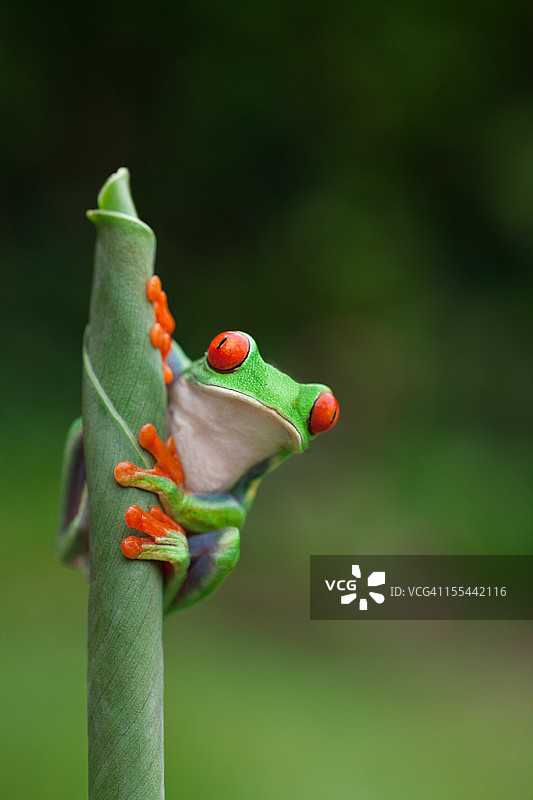 红眼树蛙在植物上图片素材