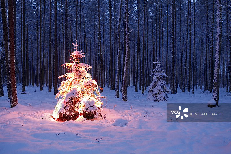 圣诞树图片素材