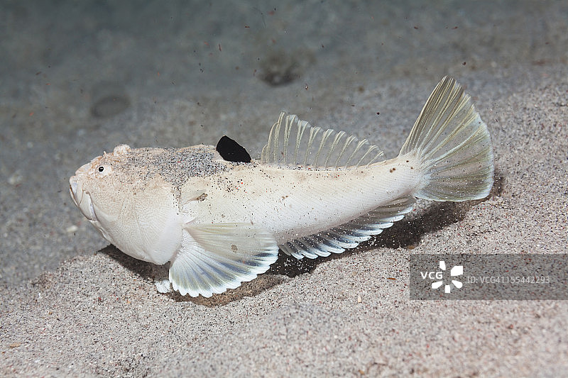 罕见：完全展示的白缘瞻星鱼，印尼吉利班塔图片素材