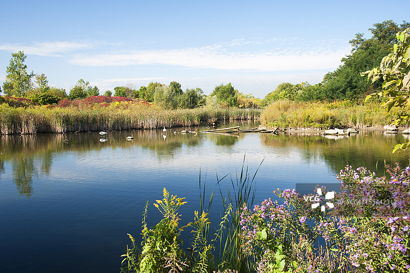 沼泽地的秋天图片素材