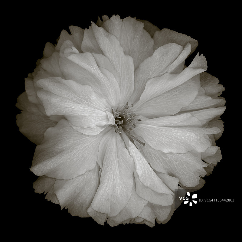 单色樱花图片素材