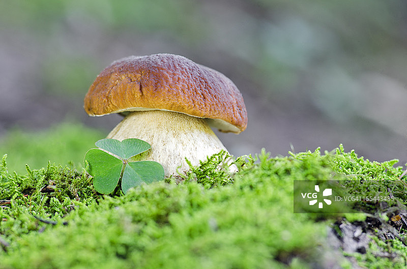 牛肝菌与三叶草特写图片素材