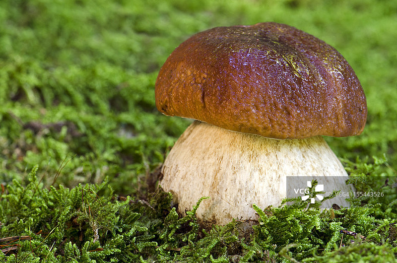 波尔奇尼蘑菇图片素材