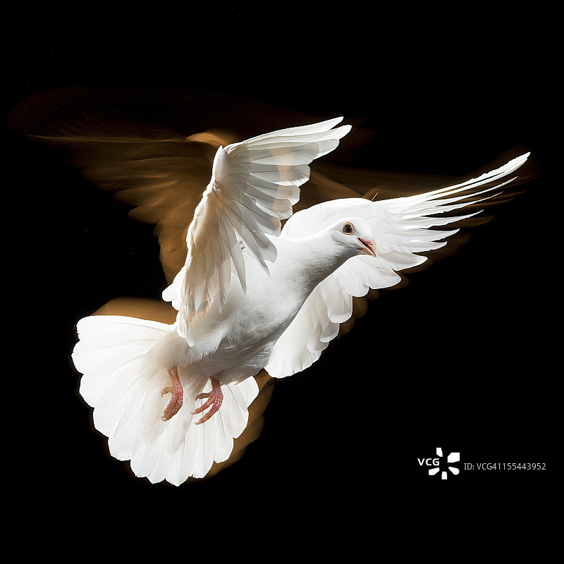白鸽图片素材