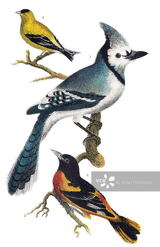 美洲鸟类雕刻图片素材