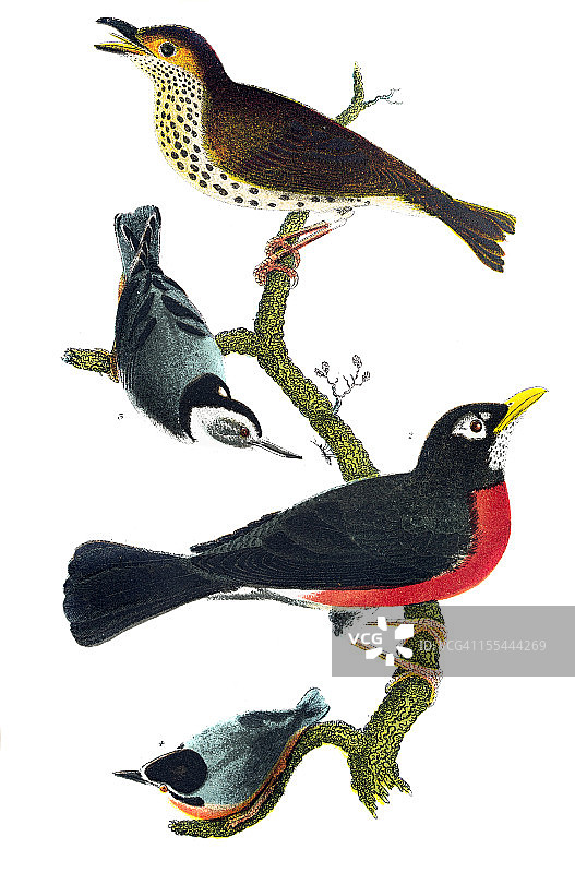 美洲鸟类雕刻图片素材