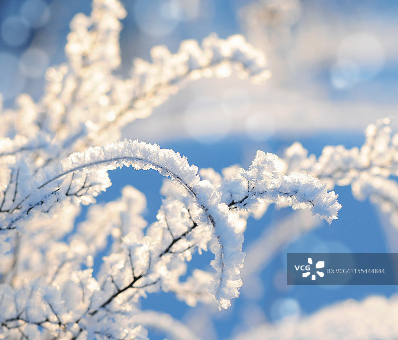 晴朗的蓝天下白雪覆盖的树枝图片素材