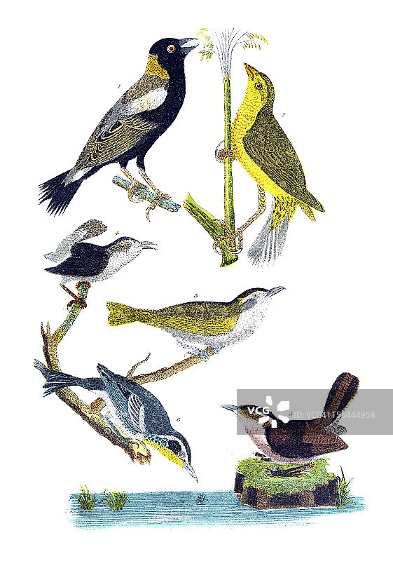 美洲鸟类雕刻图片素材