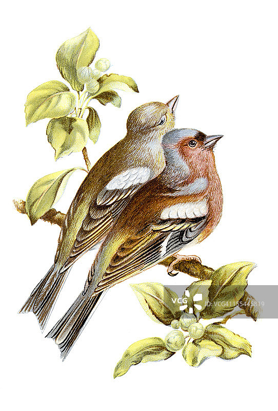 苍头燕雀彩色石印画图片素材