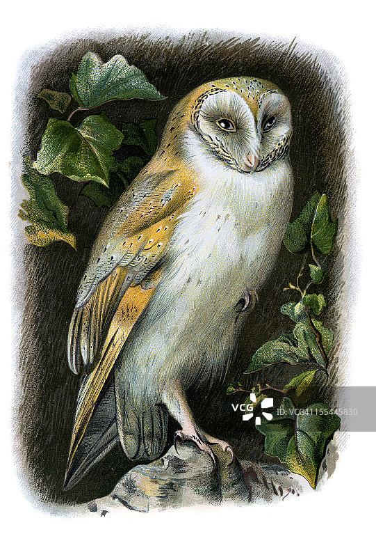 仓鸮彩色石印图片素材