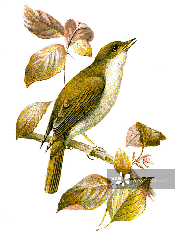 夜莺彩色石印画图片素材