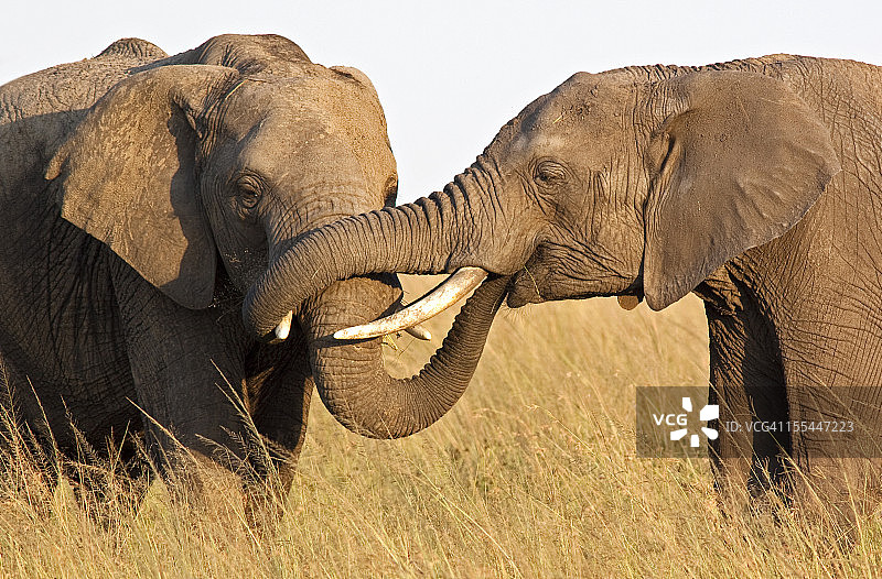 大象分享食物图片素材