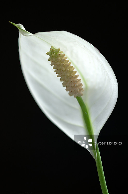 和平百合图片素材