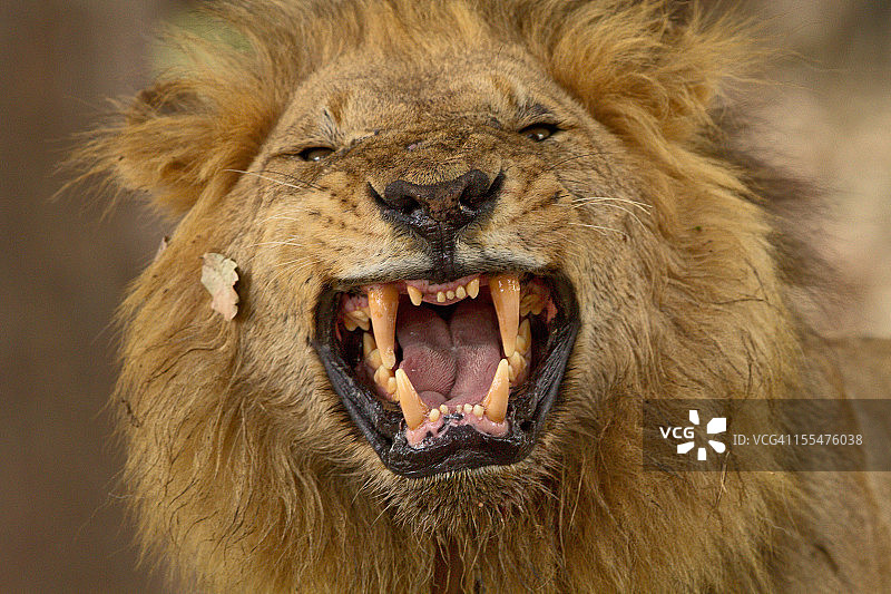 裂唇嗅图片素材