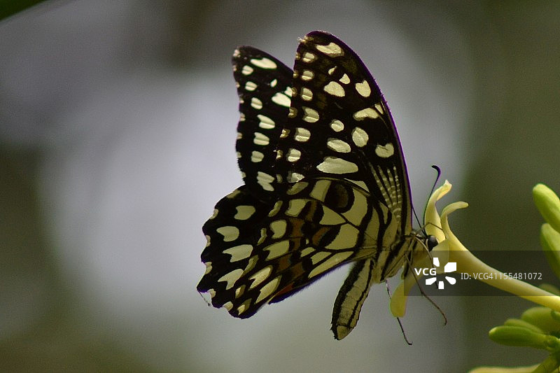 蝴蝶采蜜图片素材