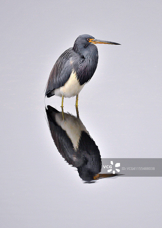 三色鹭图片素材