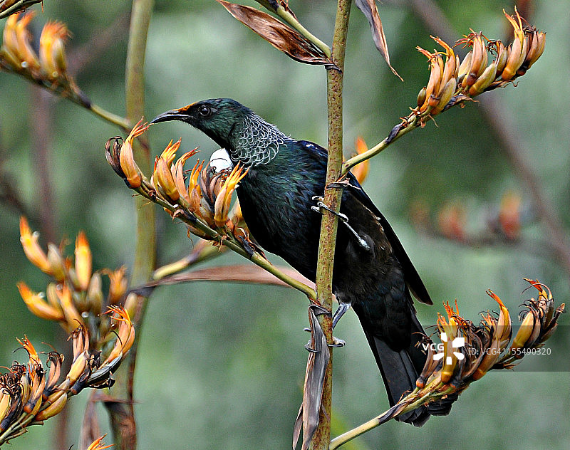 新西兰图伊鸟图片素材