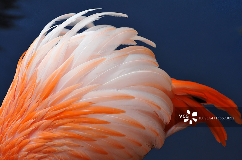 龙舌兰日出鸡尾酒和火烈鸟羽毛图片素材