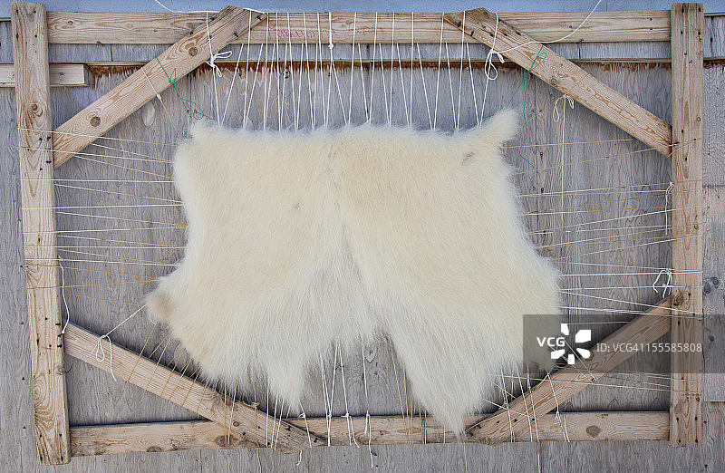 北极熊皮毛图片素材