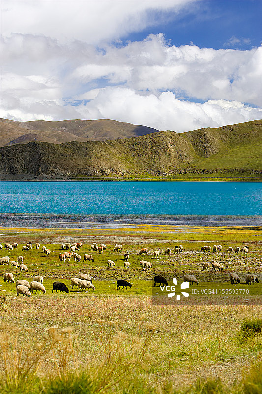 羊卓雍错湖图片素材