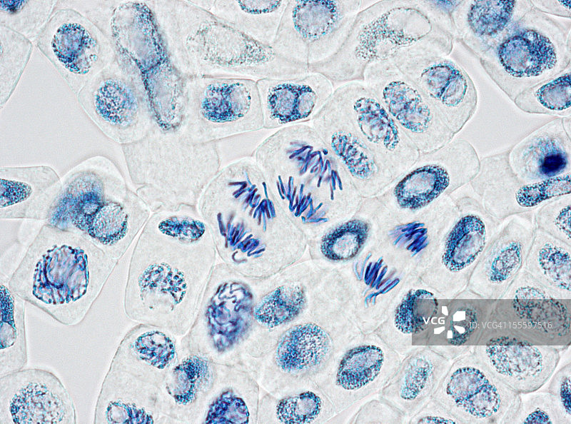植物细胞有丝分裂后期三个细胞核的显微镜图像图片素材