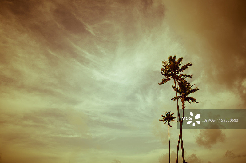 棕榈树下的壮丽天空图片素材