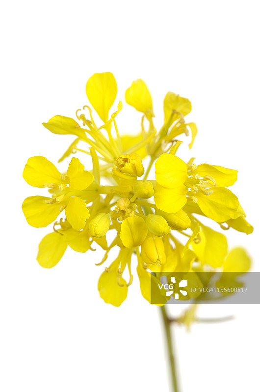 黑芥菜花图片素材