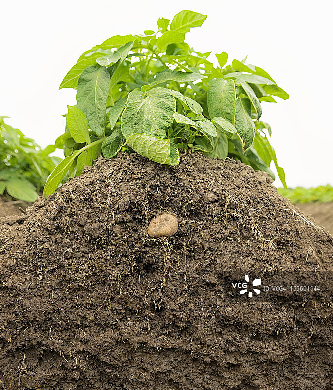 土壤中的马铃薯植物生长图片素材