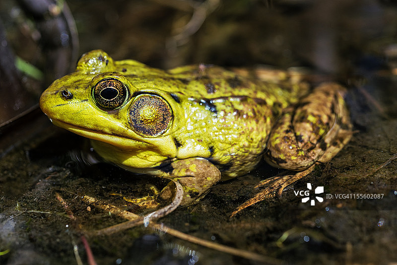 在池塘中休息图片素材