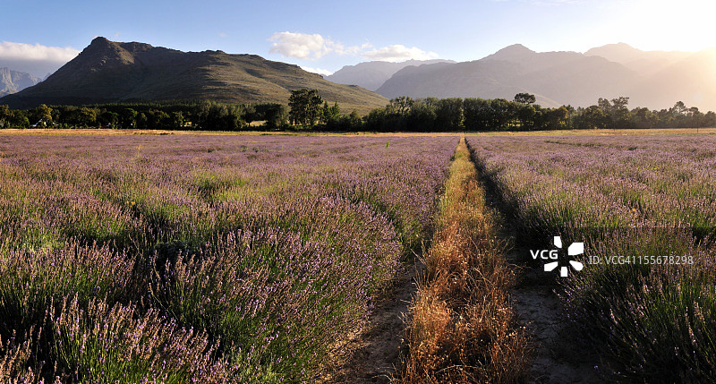 薰衣草小径全景图片素材