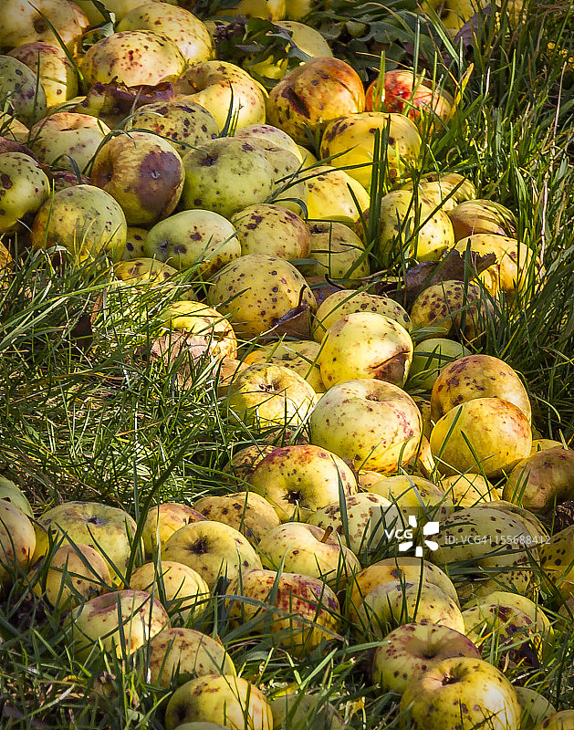 落下的苹果图片素材
