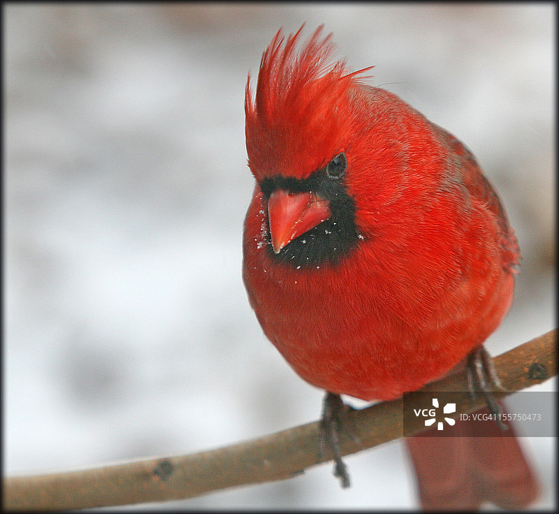 雪地里的红鸟图片素材