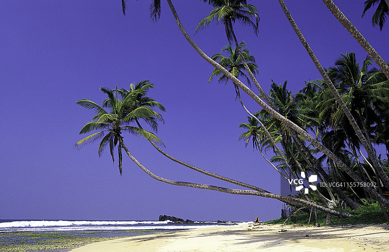 乌纳瓦图纳海滩的椰子树图片素材