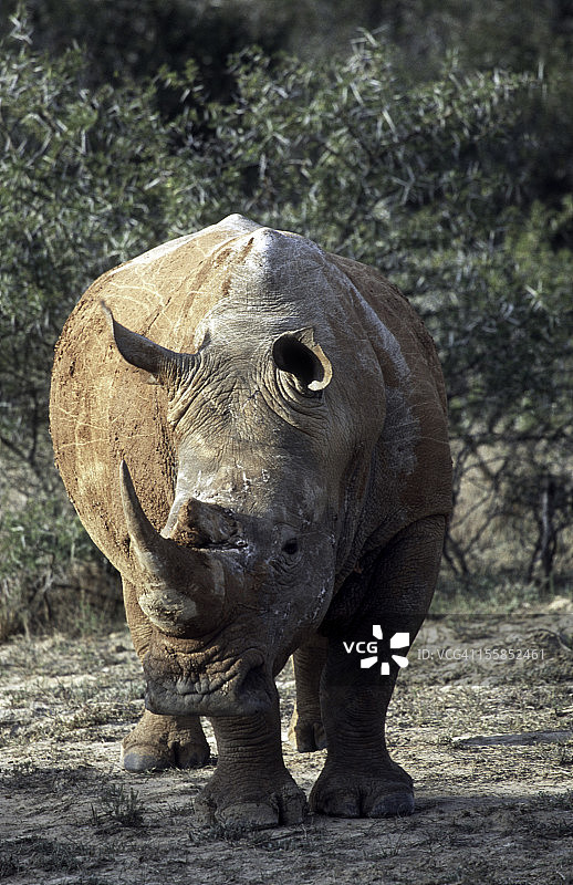 南非南部白犀牛图片素材