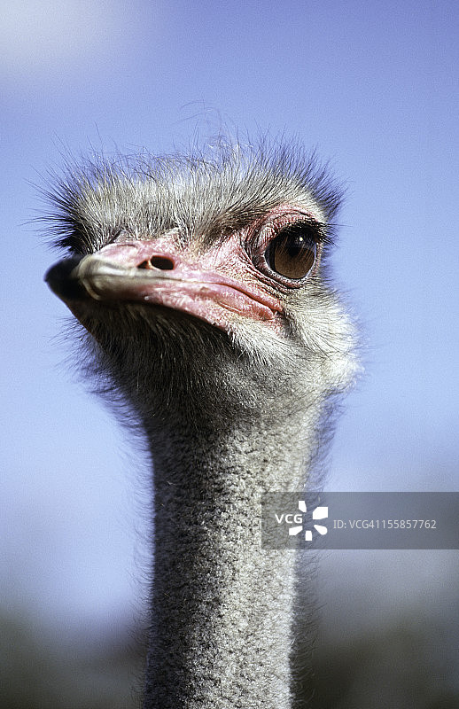 西开普省，奥茨胡恩，鸵鸟图片素材