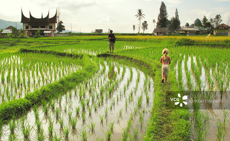 父子在稻田里散步图片素材