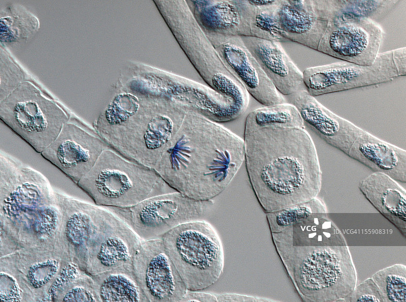 显微镜下的植物细胞后期图片素材